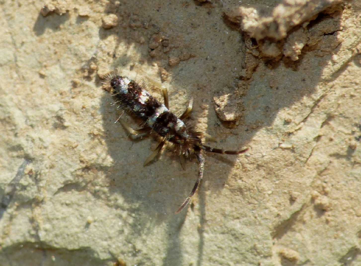 Collembolo bianco e nero